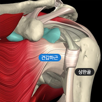 회전근개 근육 중 견갑하근과 상완골을 표시한 어깨 해부 일러스트