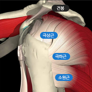 극상근, 극하근, 소원근, 견봉을 표시한 어깨 회전근개 해부 일러스트